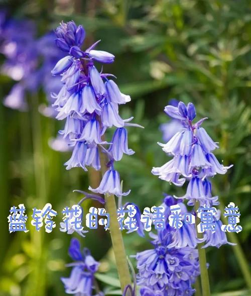 还有什么样的花语呢？如何解读不同花朵的寓意？