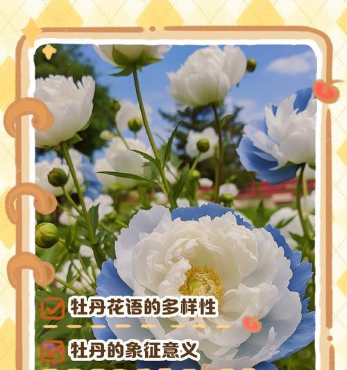 牡丹黄色花语是什么意思？黄色牡丹的寓意是什么？