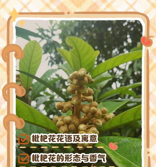 树上花的花语有何含义？