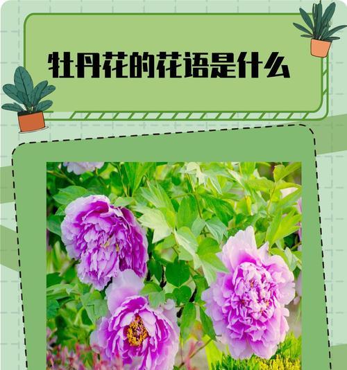 牡丹菊代表什么意义？花语有哪些？