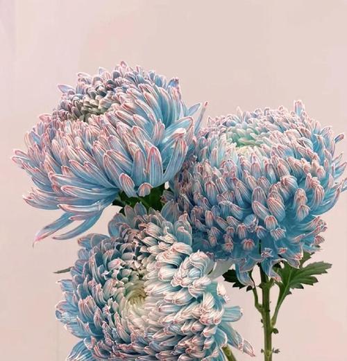 牡丹菊代表什么意义？花语有哪些？