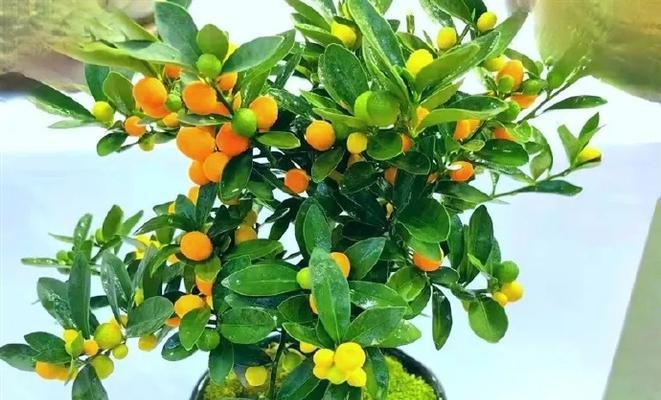 金豆植物的花语和寓意是什么？有何特别之处？