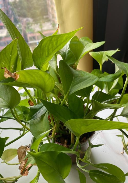 金豆植物的花语和寓意是什么？有何特别之处？