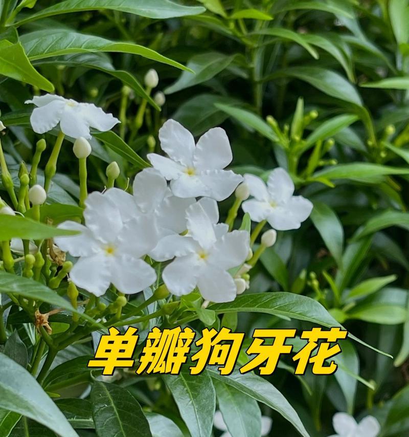 善良的花花语代表什么含义？