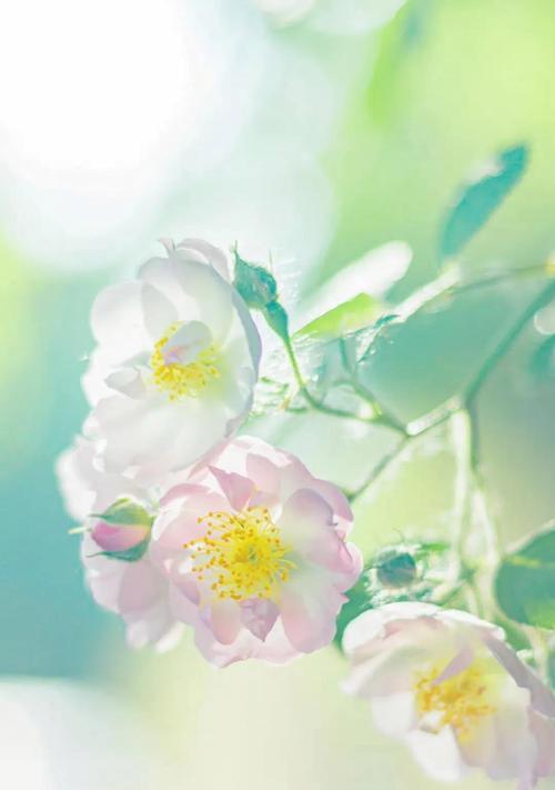 花藤的花语代表什么？花藤花语的含义是什么？