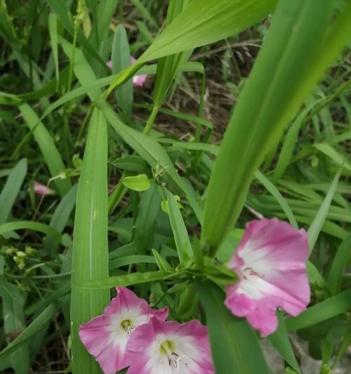 花藤的花语代表什么？花藤花语的含义是什么？