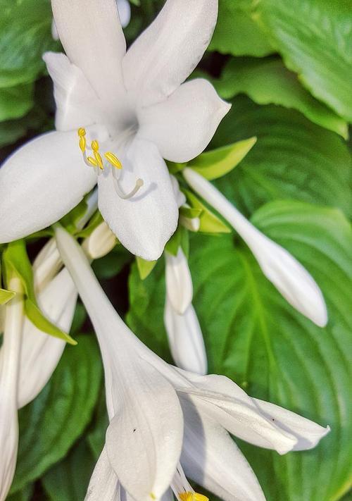 不被珍藏的花语是什么呢？哪种花代表被遗忘的情感？