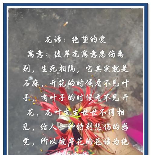 分别的爱情用什么花语表达？什么花代表离别？