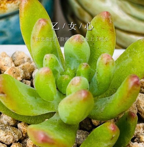 海绵多肉植物的花语有何含义？海绵多肉象征着什么？
