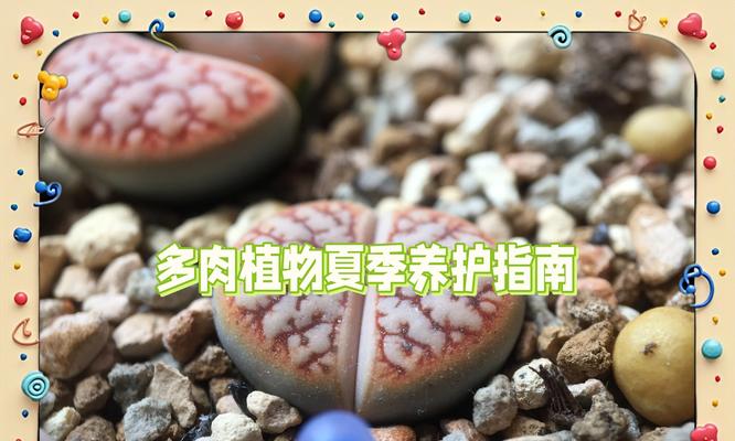 海绵多肉植物的花语有何含义？海绵多肉象征着什么？