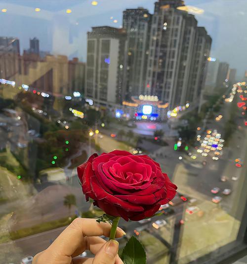 相爱不能时应送自己哪种玫瑰？