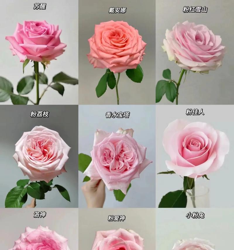 粉玫瑰的花语禁忌有哪些？
