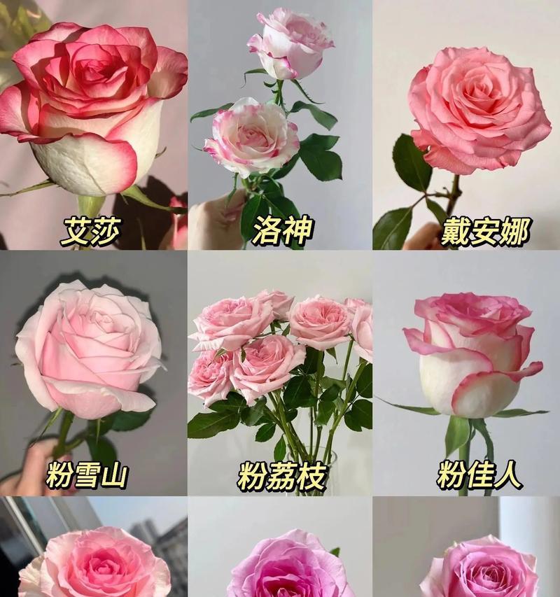 粉玫瑰的花语禁忌有哪些？