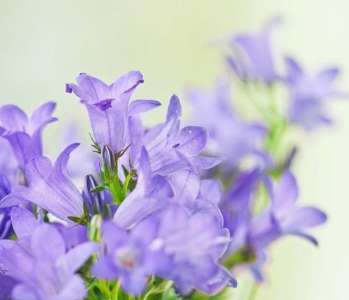 紫色百合的花语是什么？花语中紫色代表什么含义？