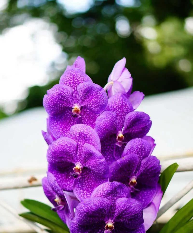 紫色百合的花语是什么？花语中紫色代表什么含义？