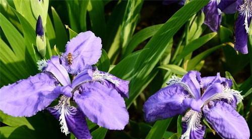 紫色百合的花语是什么？花语中紫色代表什么含义？