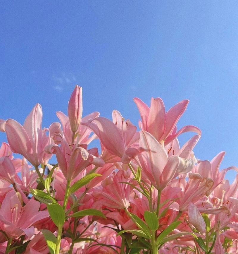 哪些花语代表了迟钝？如何用花语表达情感的迟缓？