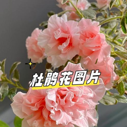 爱情的花语有哪些？哪种花代表爱情？