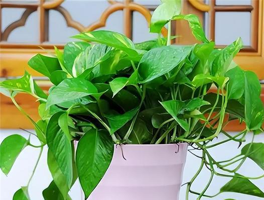 写绿萝的花语是什么意思？绿萝在花语中象征着什么？