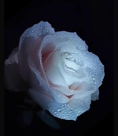 干掉的玫瑰花语是什么？干掉的玫瑰代表了什么情感？