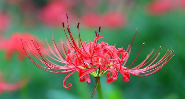 江南竹的花语和寓意有何特别之处？花语中传达了什么？