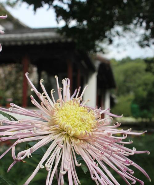江南竹的花语和寓意有何特别之处？花语中传达了什么？