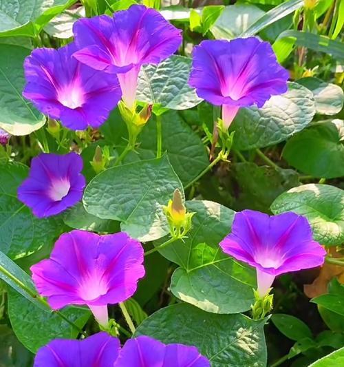 牵牛花的花语有哪些含义？当代人如何解读牵牛花？