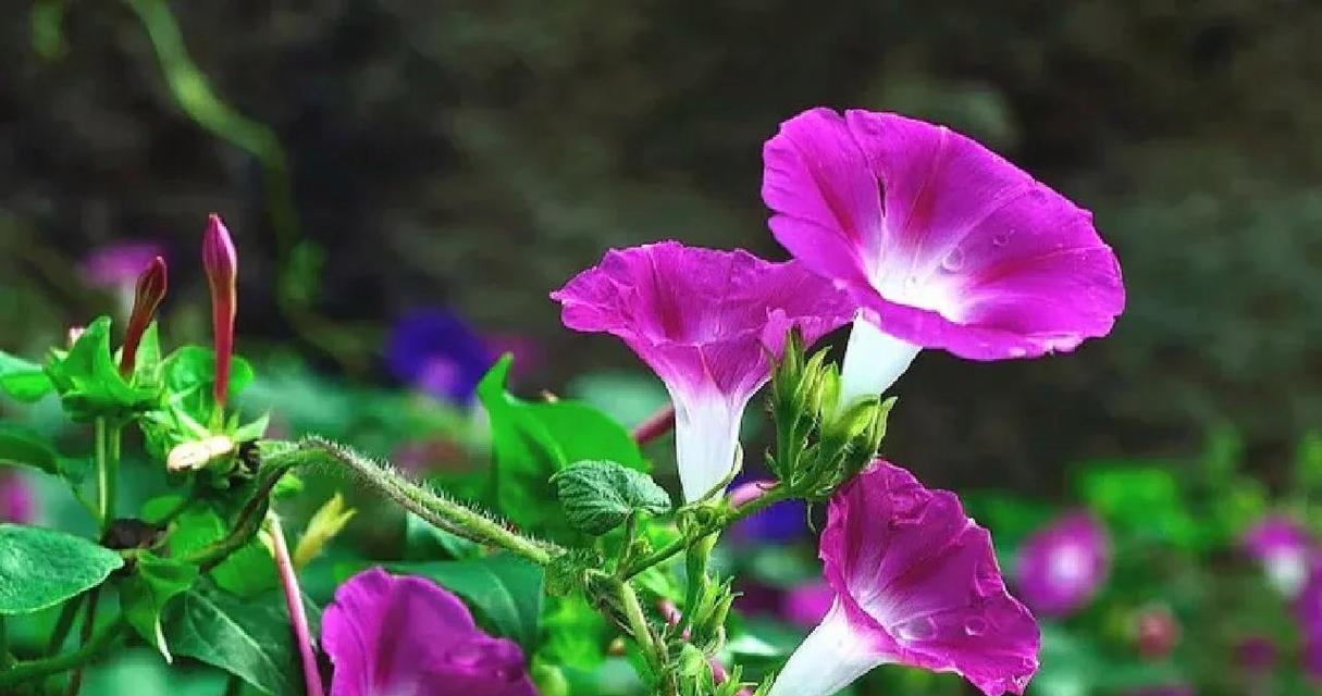 牵牛花的花语有哪些含义？当代人如何解读牵牛花？