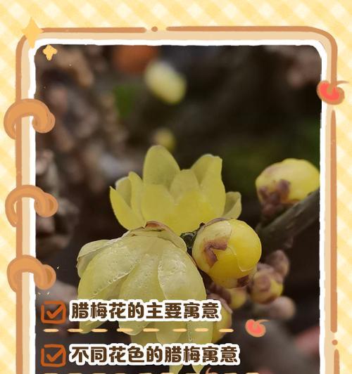 花语中的沉睡代表什么？哪种花象征着沉睡？