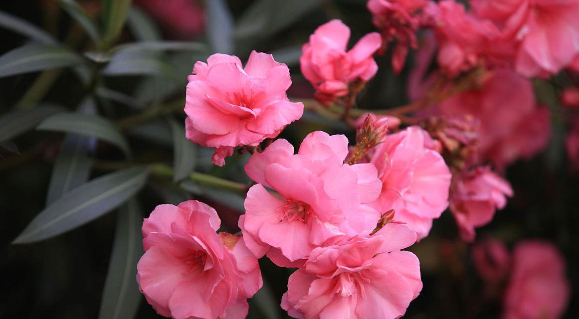花语中的沉睡代表什么？哪种花象征着沉睡？