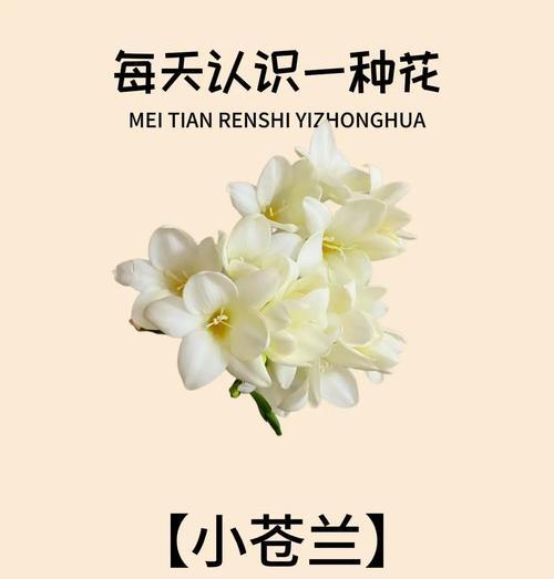 哪种花代表了美好的友谊？