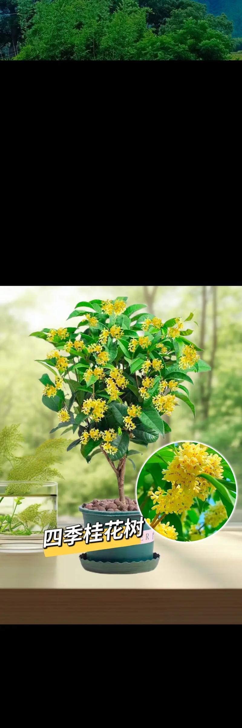 桂花树的花语代表什么？