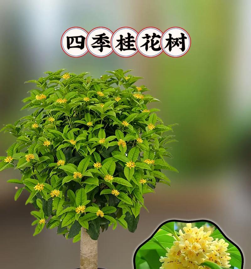 桂花树的花语代表什么？