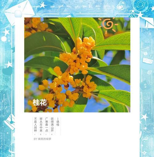 桂花树的花语代表什么？