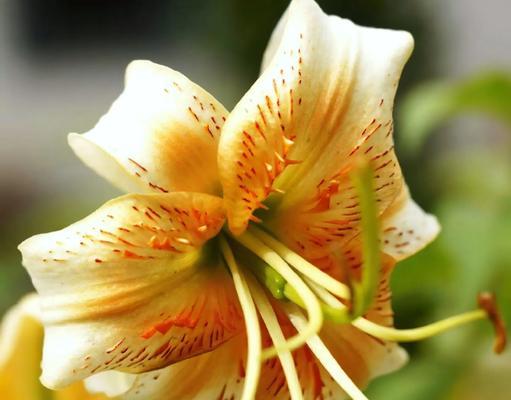 哪种花象征阳光开朗？它的花语有何深意？