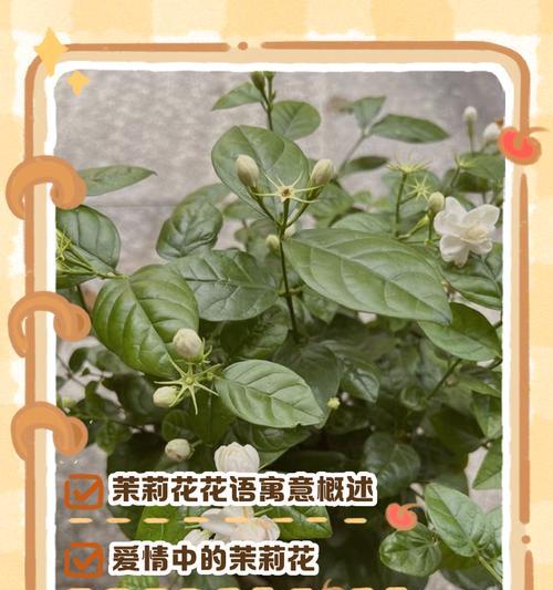茉莉花语是否真的代表爱情？