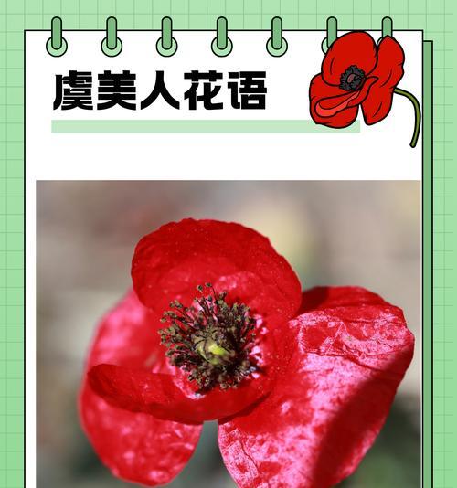 我的花语表达爱意？如何理解“我的花语是爱你”？