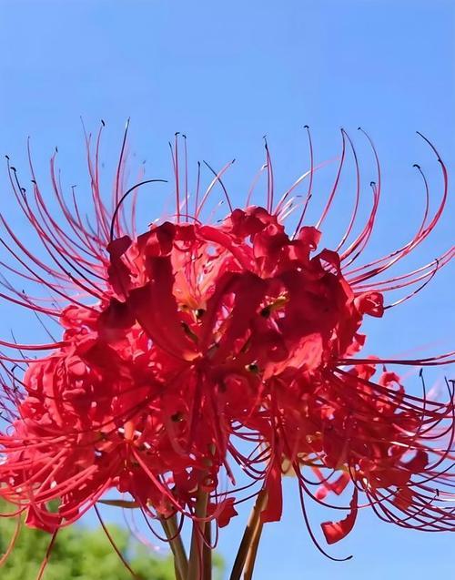 悲伤而坚韧的花语属于哪种花？有何象征意义？