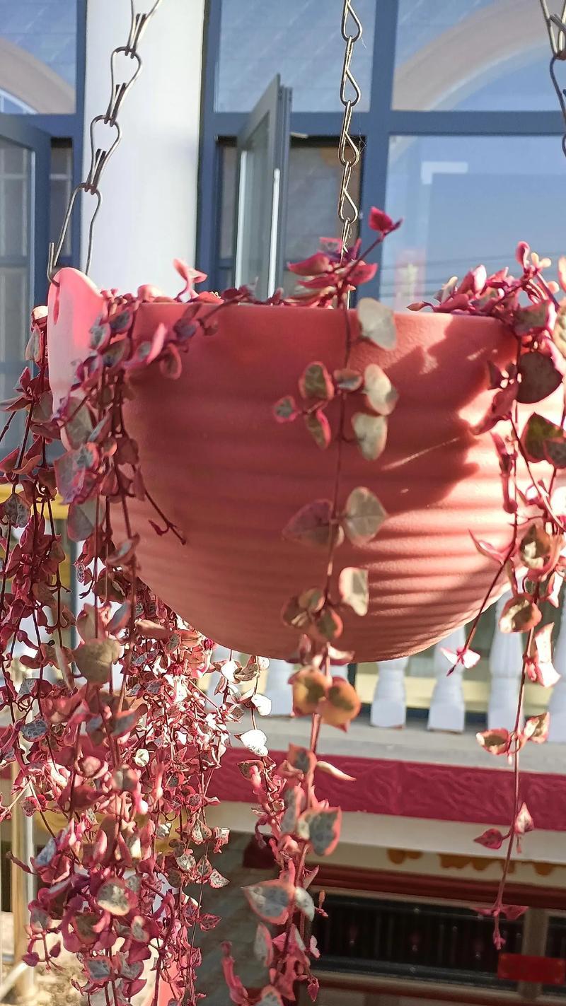 吊兰的花语是什么？它象征着什么？