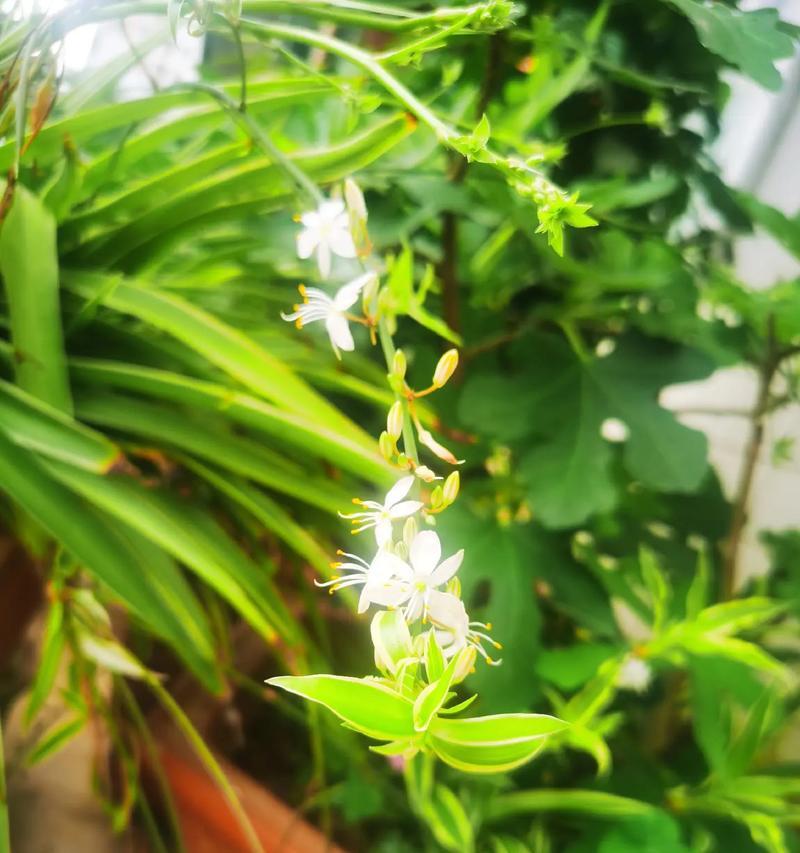 吊兰的花语是什么？它象征着什么？