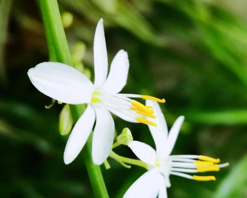 吊兰的花语是什么？它象征着什么？