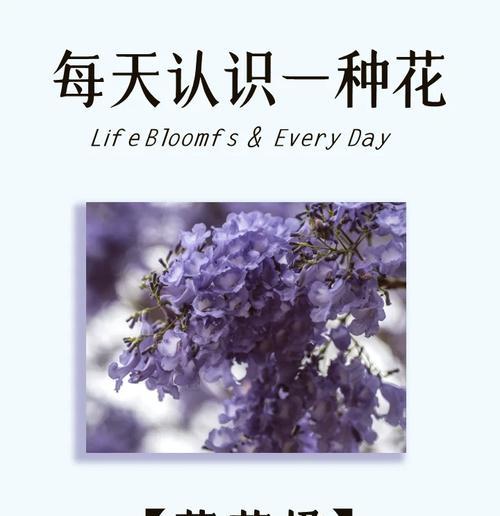 哪种花语代表了无法触及的爱情？