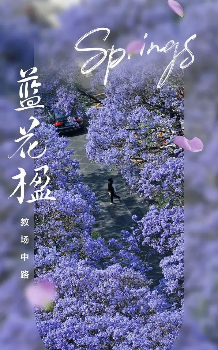 哪种花语代表了无法触及的爱情？