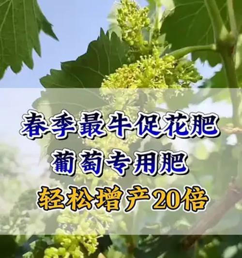 葡萄花的花语代表什么意义？
