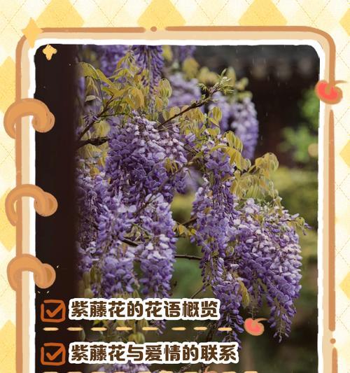 葡萄花的花语代表什么意义？