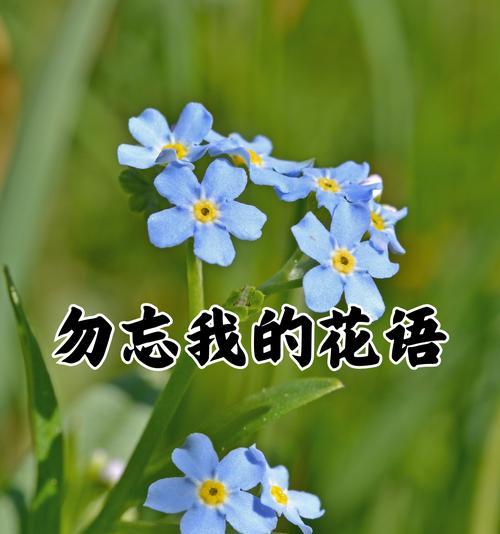 表达“你喜欢我吗”的花语是哪种花？