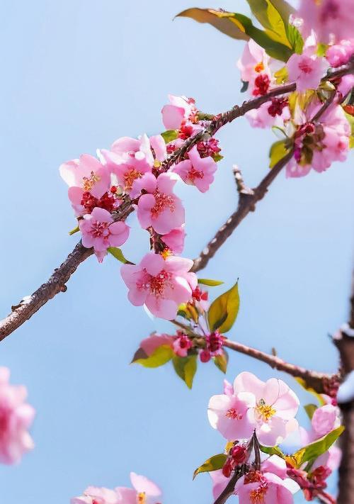 梅花的花语代表好运吗？它象征着什么？