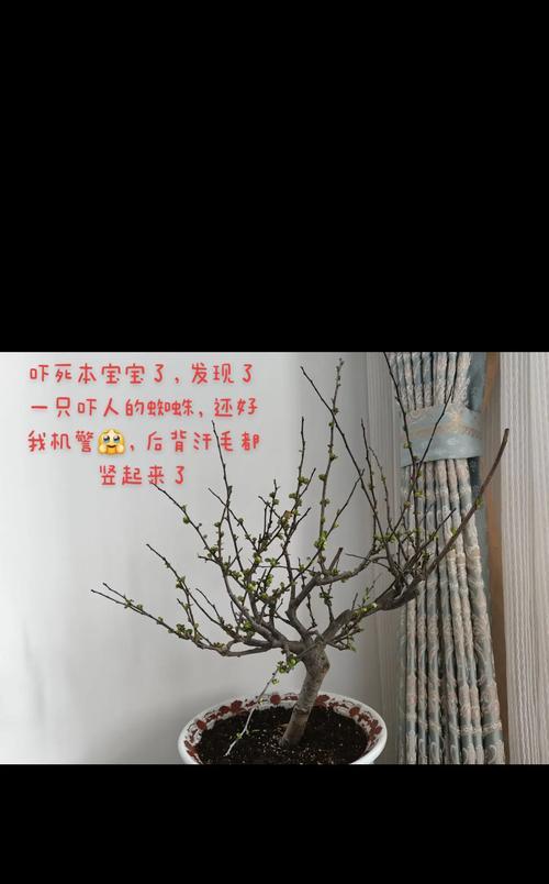 梅花的花语代表好运吗？它象征着什么？