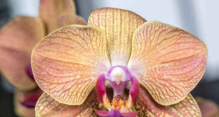 金蝴蝶兰代表什么？它的花语寓意有何特别之处？