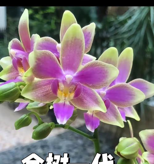 金蝴蝶兰代表什么？它的花语寓意有何特别之处？